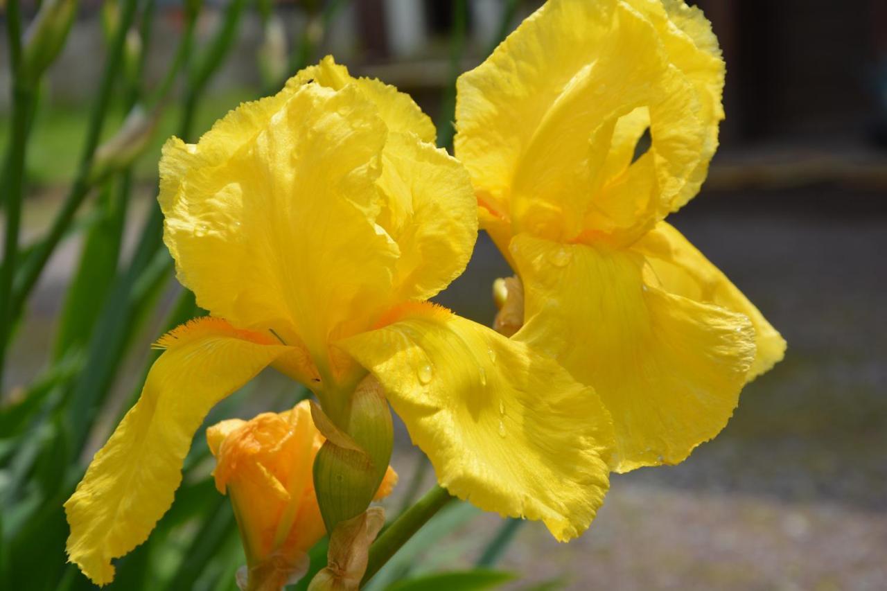דירות Issenheim Ferme Les Iris מראה חיצוני תמונה